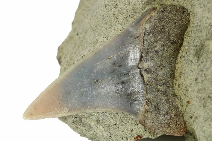 Narrow White Shark Tooth Fossil on Sandstone - Bakersfield, CA #257490